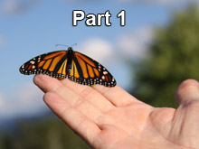 The Monarch Butterfly and You