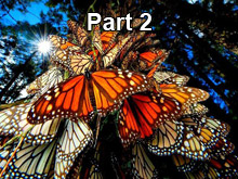 Monarch Butterfly and You - Part 2