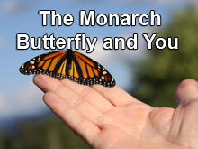The Monarch Butterfly and You